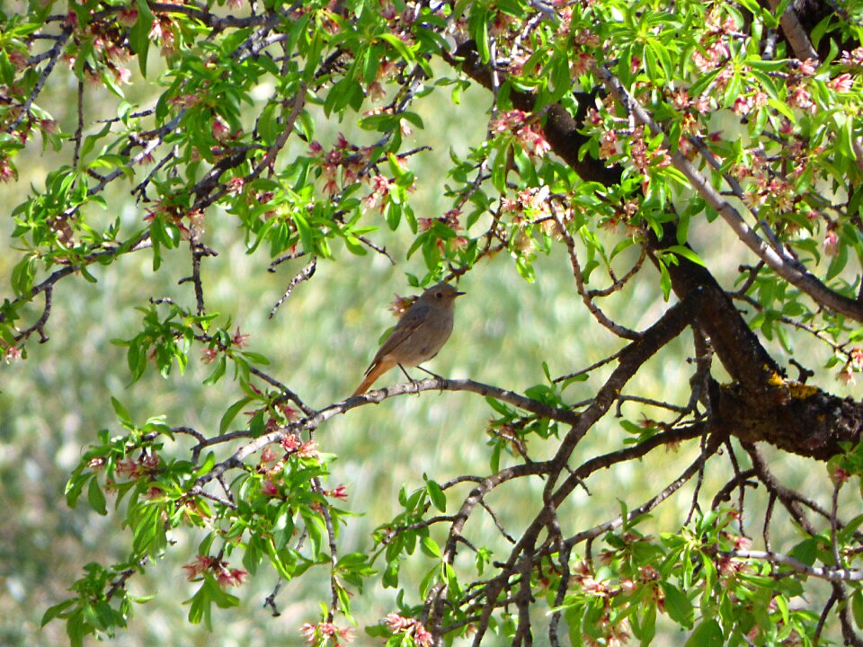 Branches smoked cotxa phoenicus ochruros
