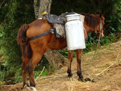 Everyday life azores milchtransport