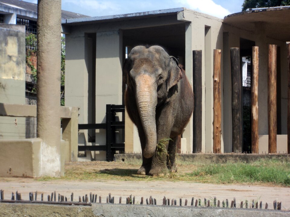 Giant animal nature