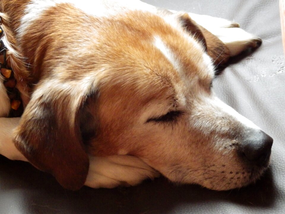 Dog animal sleep
