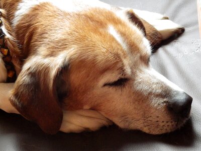 Dog animal sleep photo