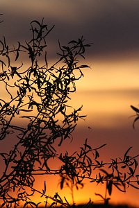 Leaves natur living nature