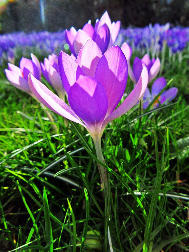 Sunlight spring bloom