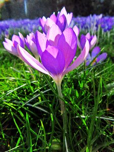 Sunlight spring bloom