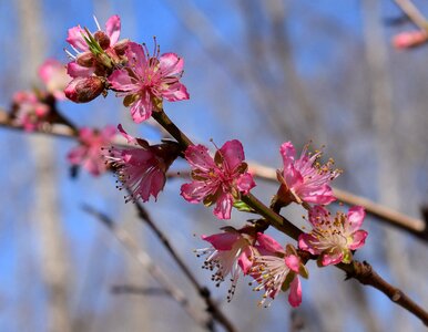 Flower bloom spring photo