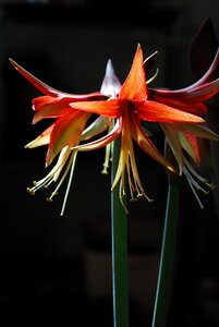 Black background red flowers amaryllis photo