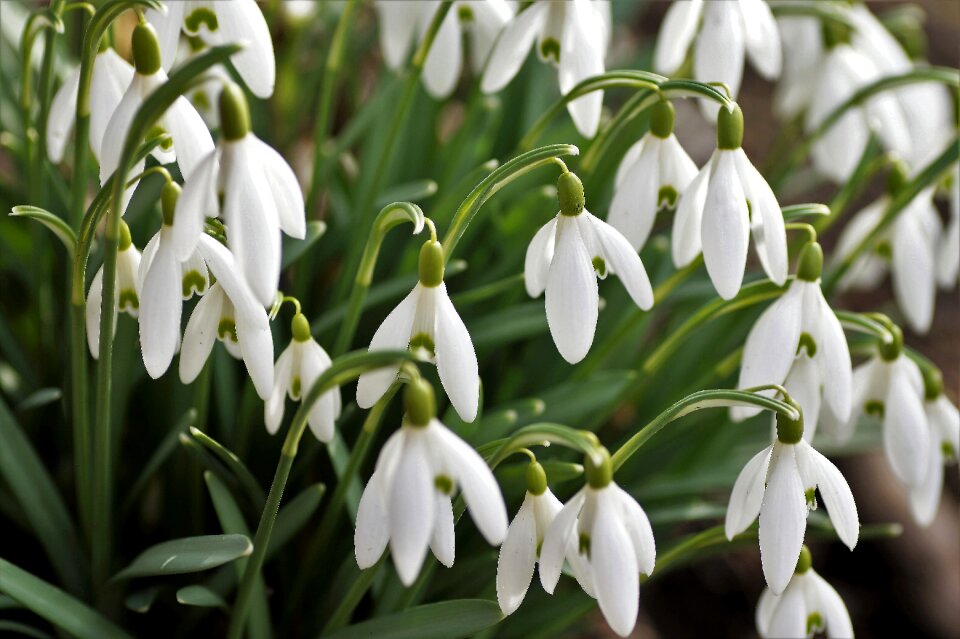 The messenger of spring spring snowdrop