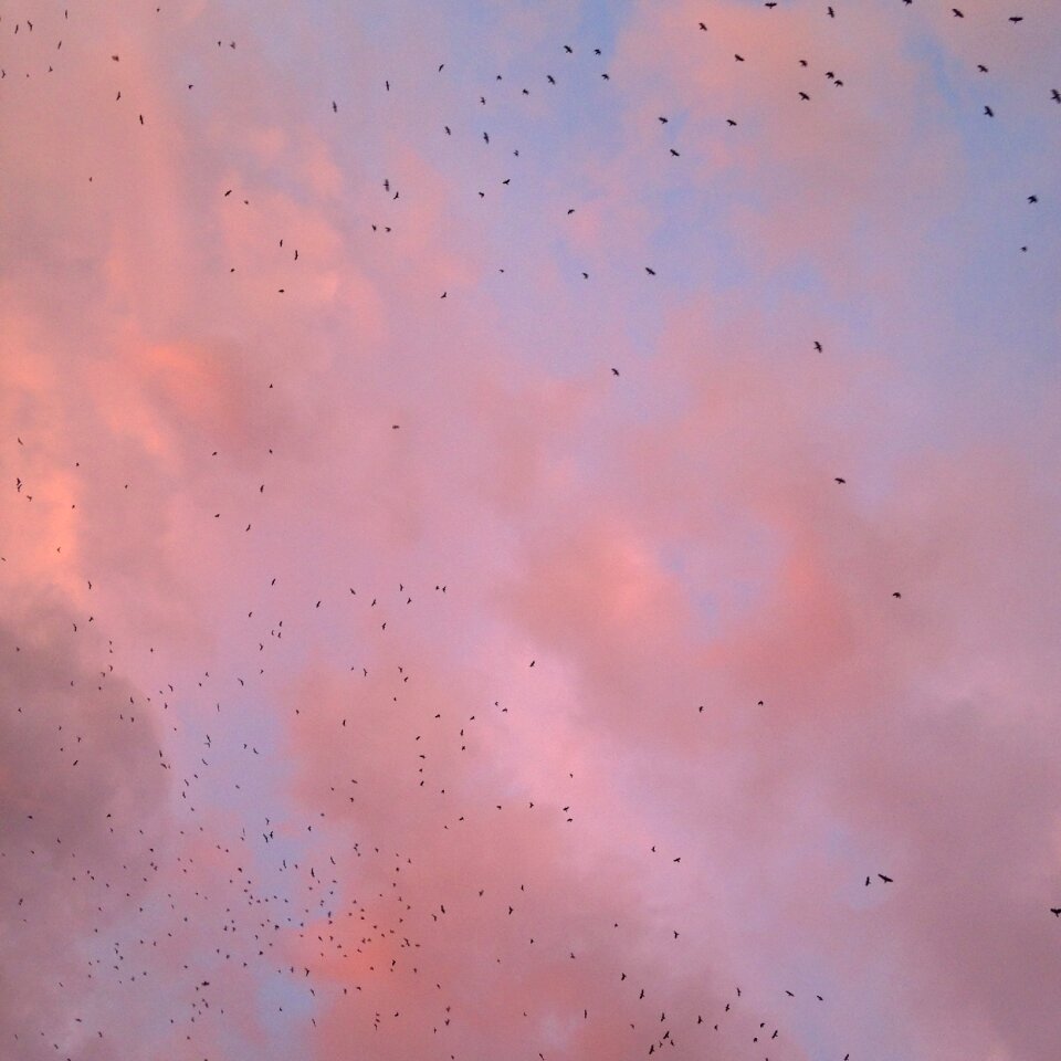 Clouds picturesque birds