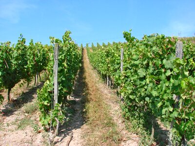 Agriculture grape harvest photo
