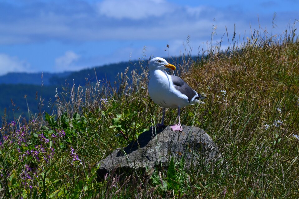 Wildlife rock
