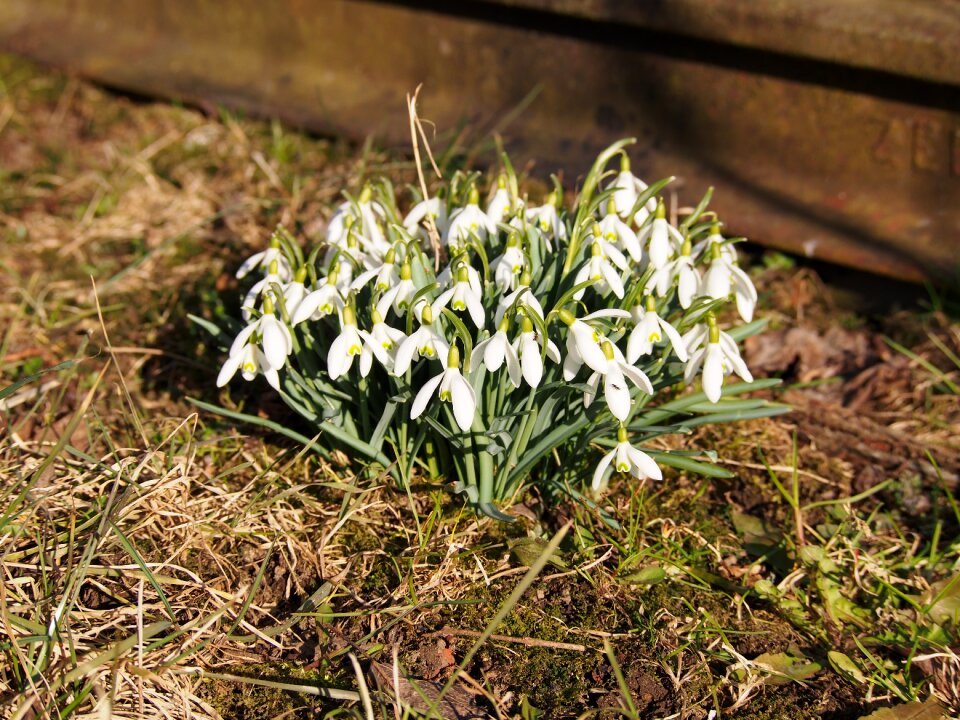Flower white the gentle