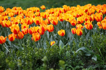 Tulips flowers nature