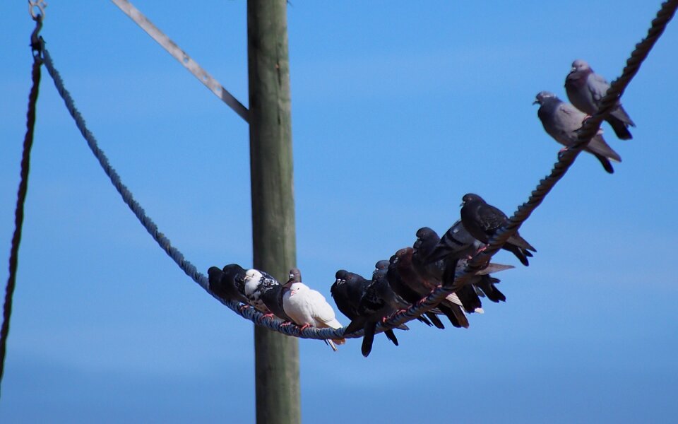 Pigeon sky perched photo