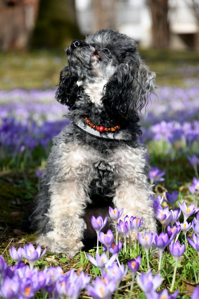 Crocus flower spring