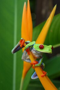 Wilderness frog plant