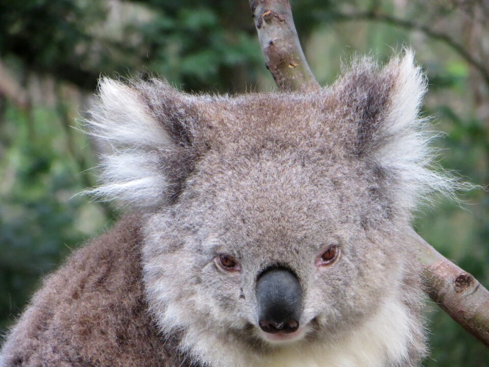 Animal native marsupial