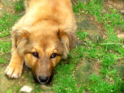 Dog domestic animals animals
