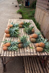 Young pineapple fruit exotic photo