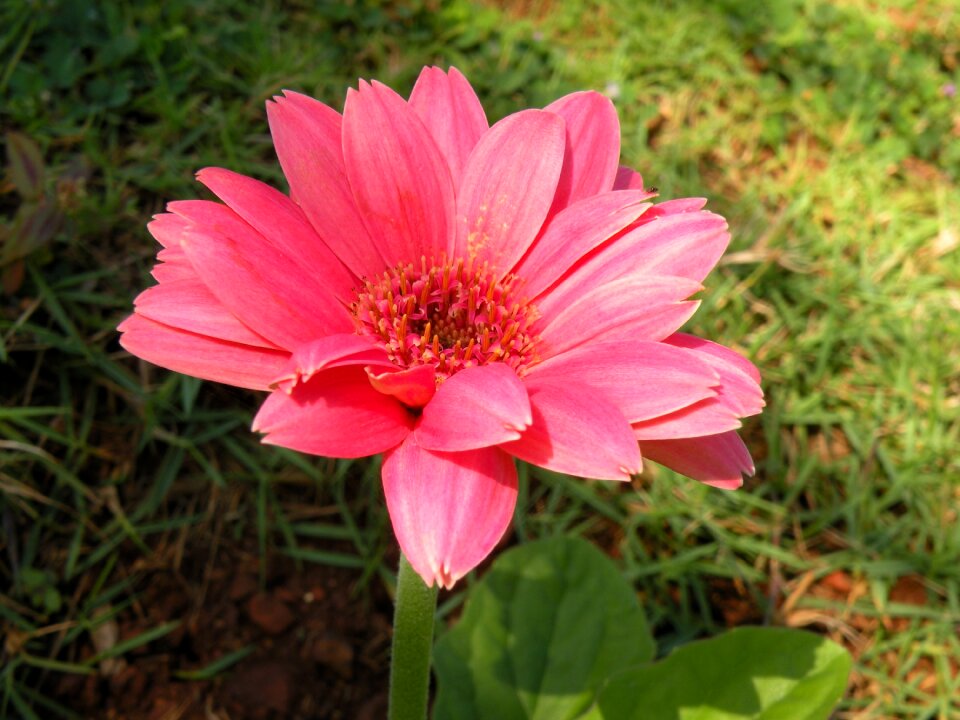 Close up garden flower photo