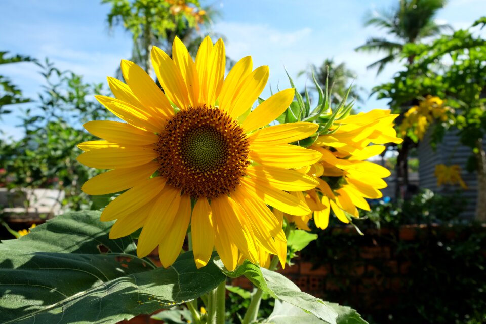 Flower sunflower gold