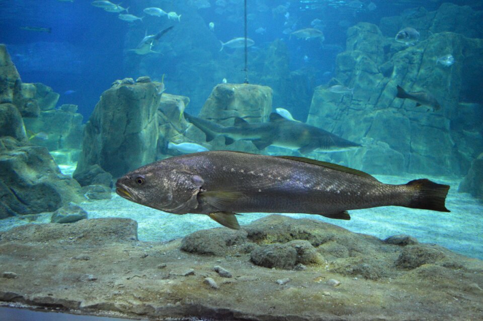 Marine fish shark
