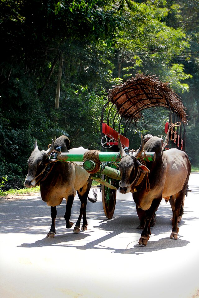 Bauer sri lanka road