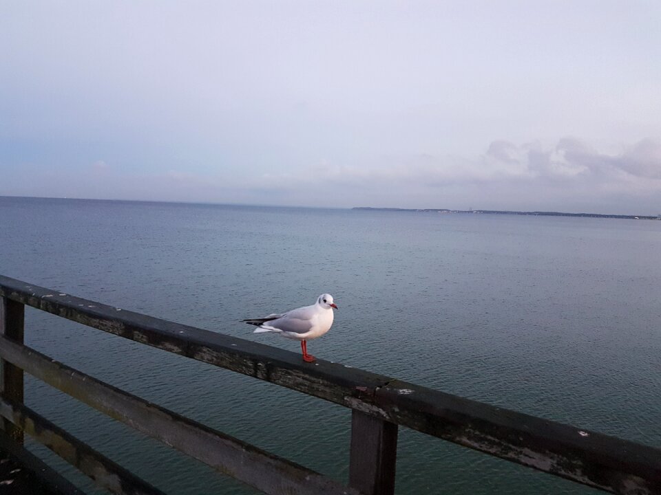 Sea baltic sea seagull
