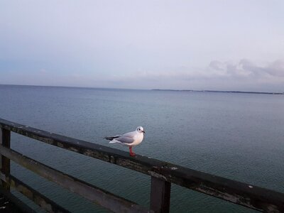 Sea baltic sea seagull