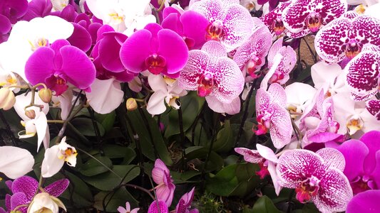 Vietnam dongnai buulong