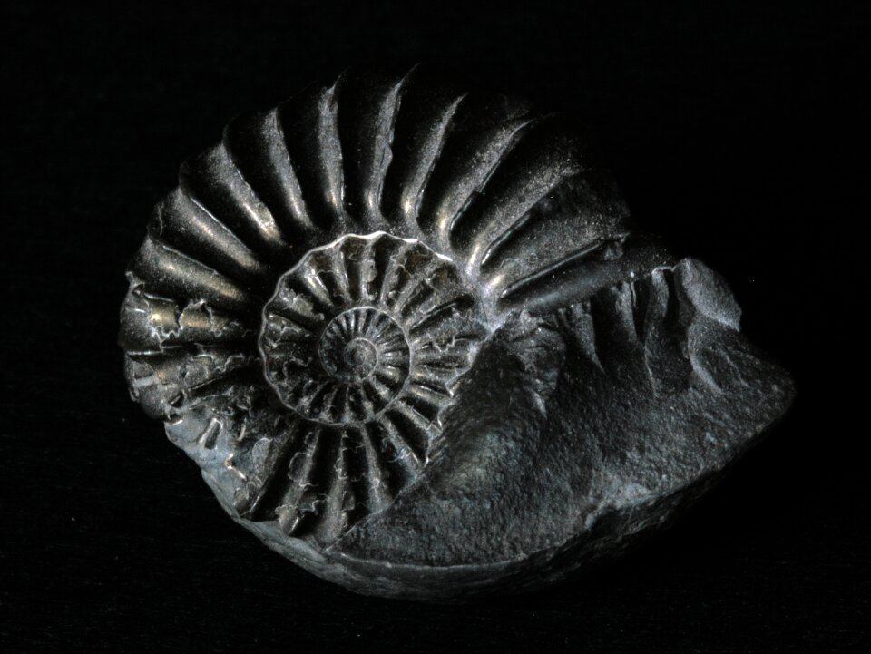 Ammonit petrified prehistoric times