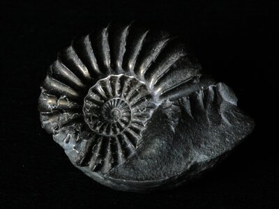 Ammonit petrified prehistoric times photo