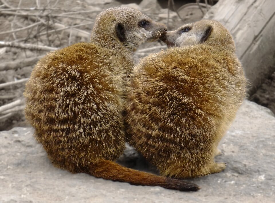 Mammal zoo wild