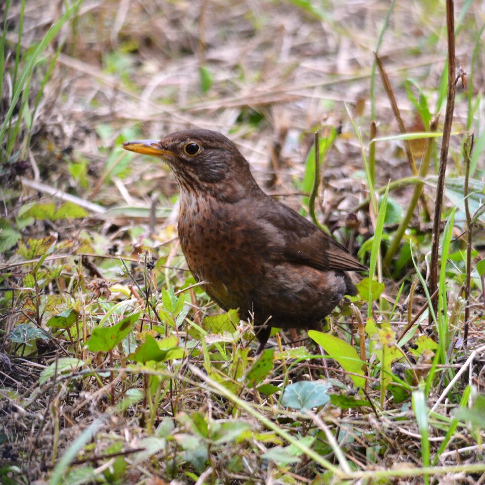 Nature animals animal