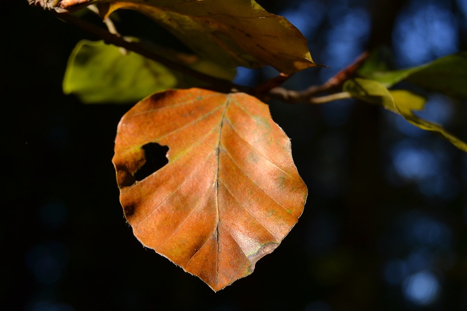 Golden autumn leaf autumn coloring autumn mood