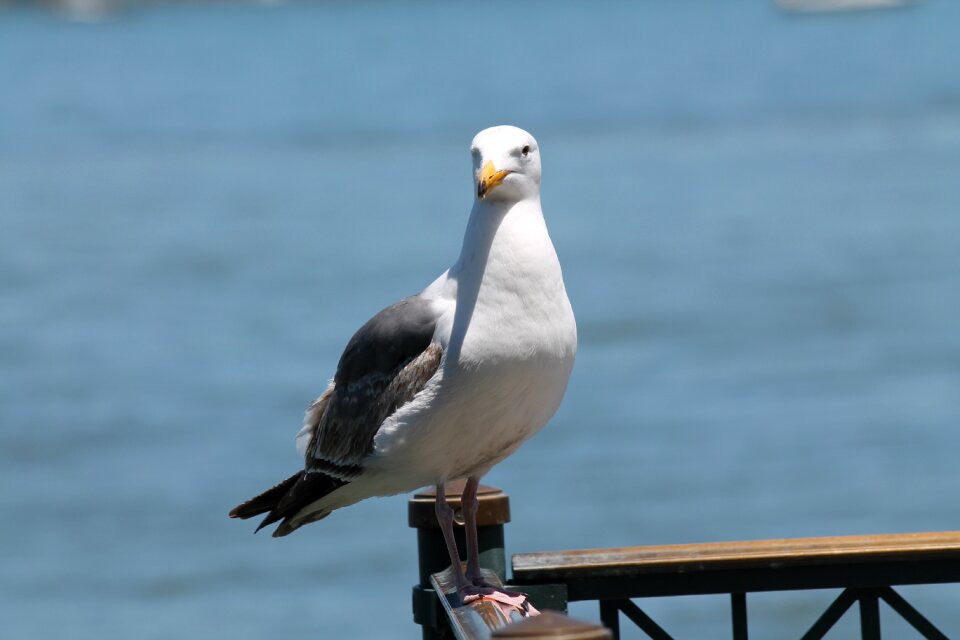 Water jetty seagulls