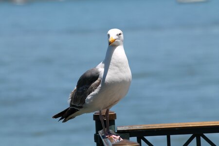 Water jetty seagulls