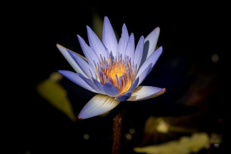 Lily floral