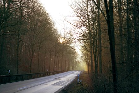 Asphalt nature country road