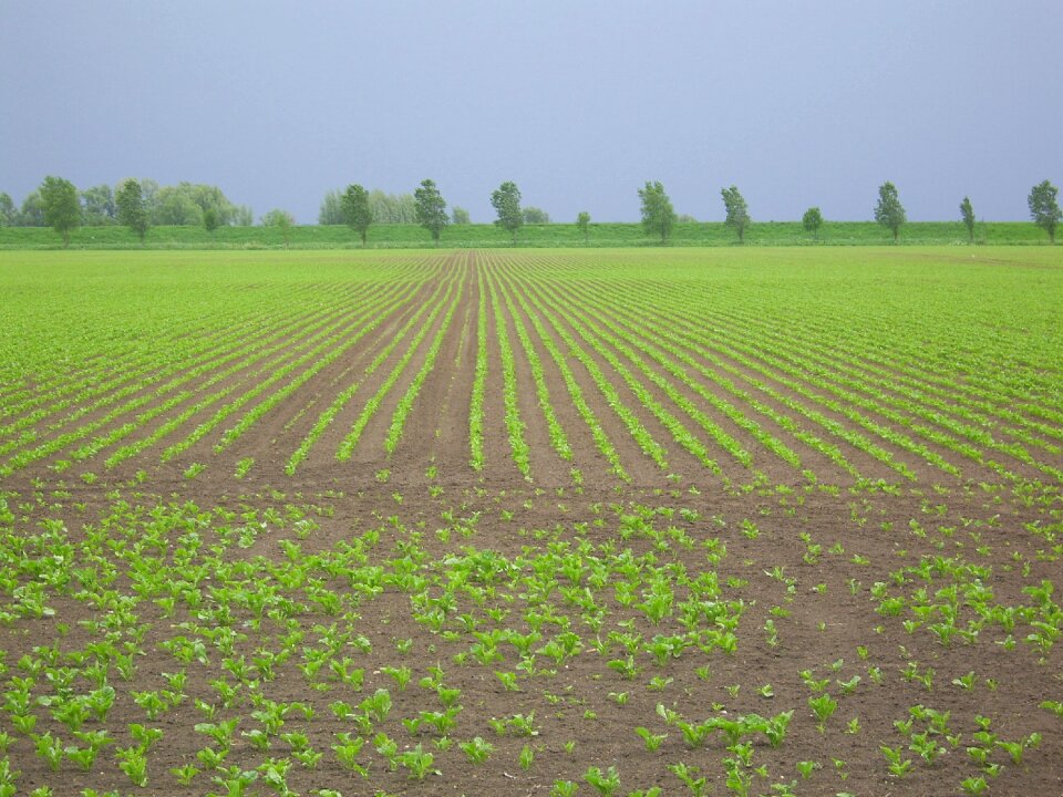 Arable land diagonal worth young plantations