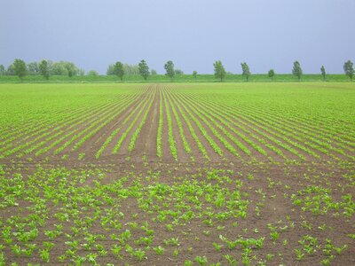 Arable land diagonal worth young plantations
