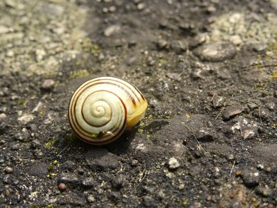 Close up mollusk nature photo