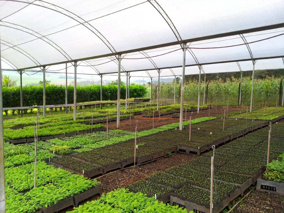 Flora london reforestation