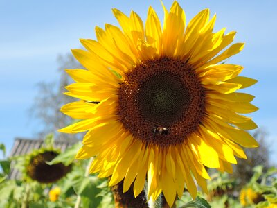 Plant summer huge flower