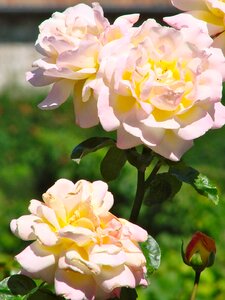 Blush romantic decoration