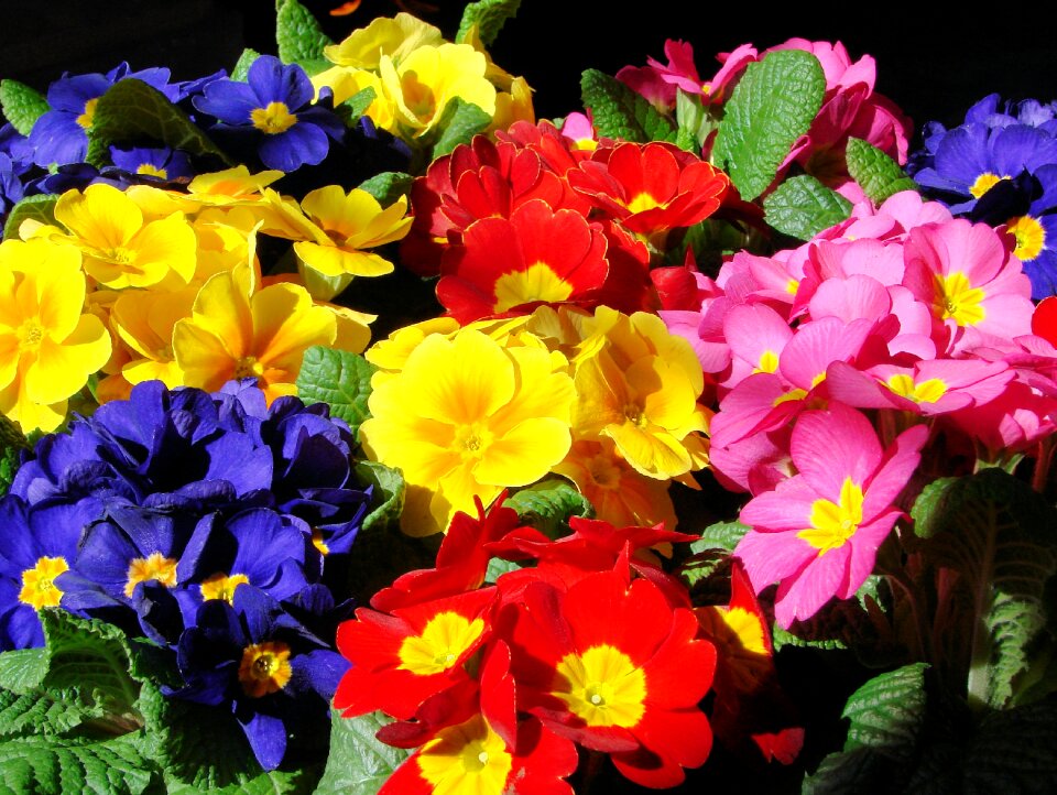 Blossom nature plant