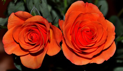 Rose flower beautiful flower