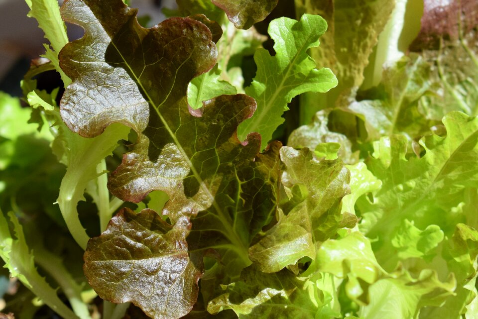 Spring green edible salad