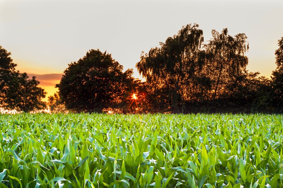 Field summer sky