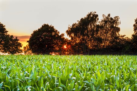 Field summer sky