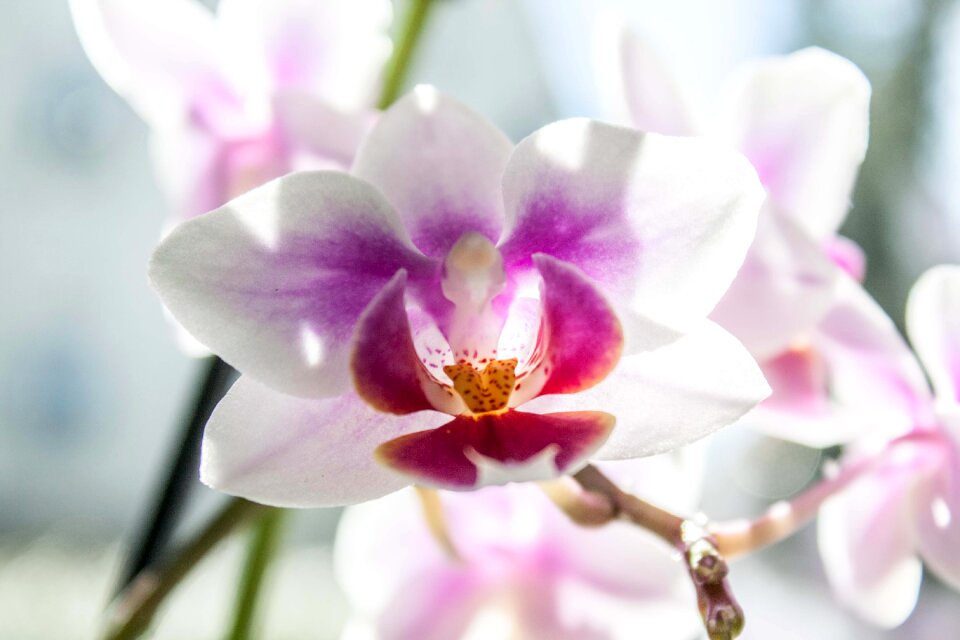 Blossom pink plant